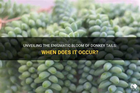  The Donkey's Tail! - An Italian Tale Unveiling the Folly of Blind Belief