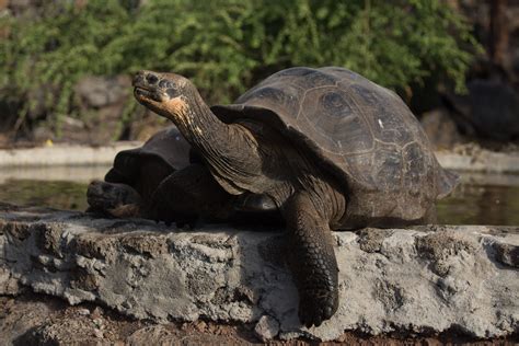  The Tortoise Who Saved His Village - Kertomus rohkeudesta ja viisaudesta Etelä-Afrikasta!